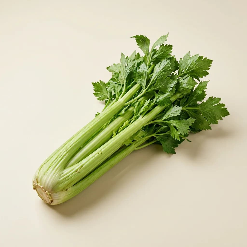 Illustrative studio photograph of celery