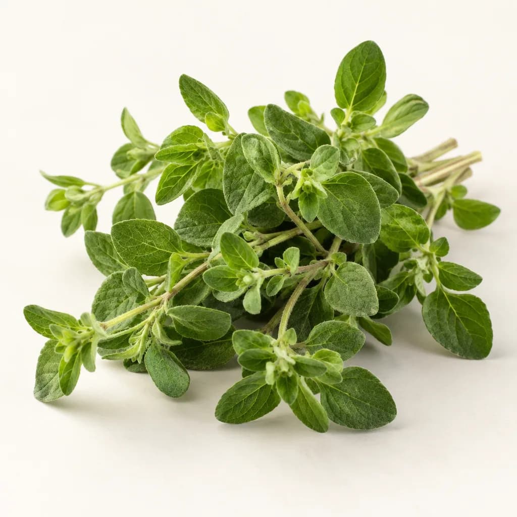 Oregano, illustrative AI-generated product photograph